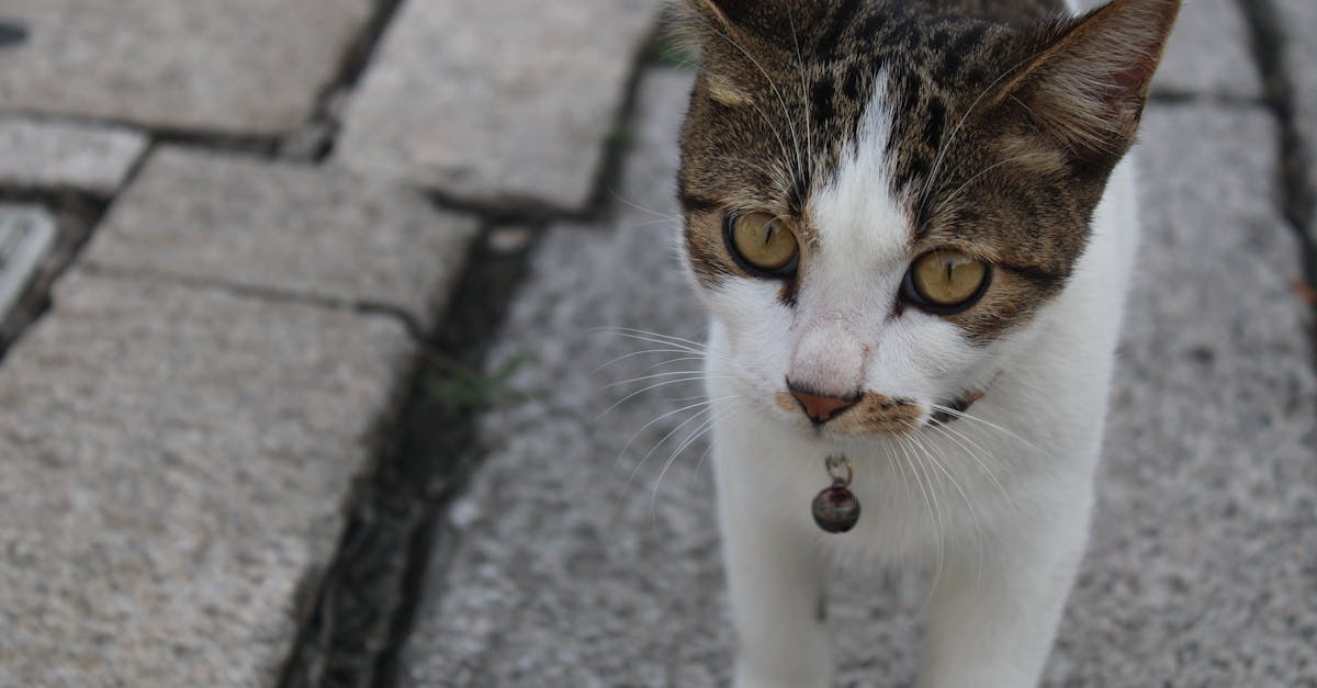 Principais Raças de Gato: Características e Cuidados