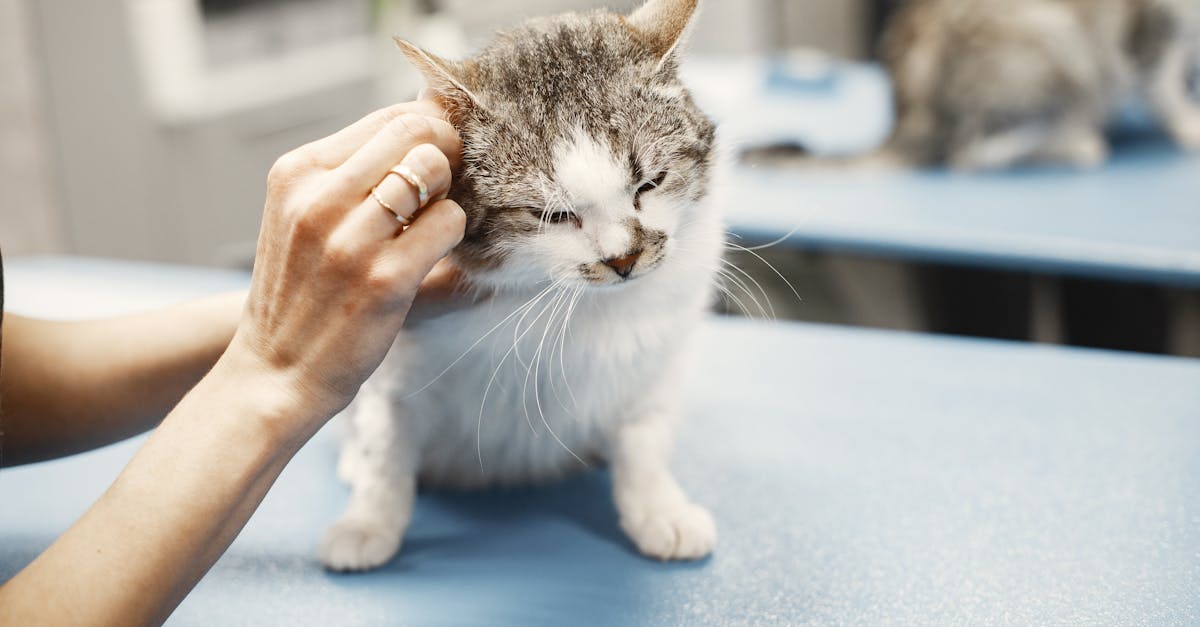 Cuidados essenciais para a saúde dos pets em 2026